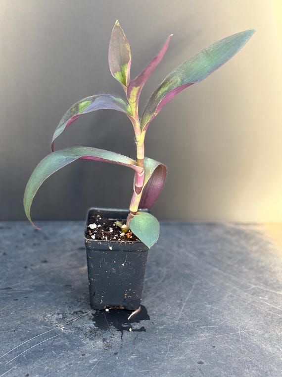 medallion prayer plant Calathea 'Medallion'