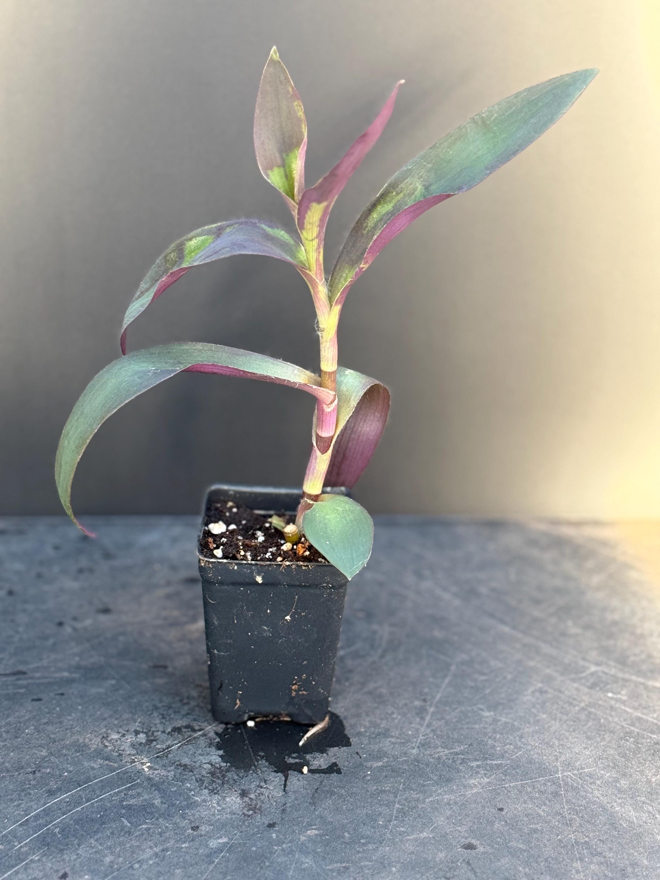 heart plant indoor Mini Heart Plant Set of 3