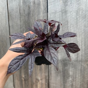 May include: A small potted plant with dark purple leaves. The plant is in a black pot and is being held by a hand.