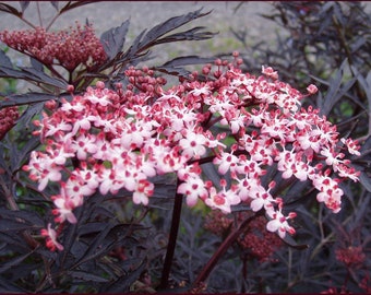 BLACK LACE Sambucus Live Fast Growing Tree Shrub Plant Spring Shipping Now Rare Pink Flowers Dark Fine Leaves