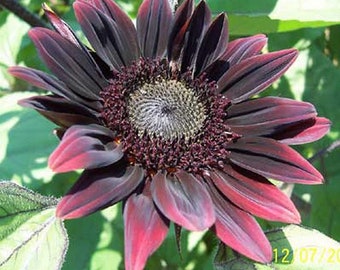 Sunflower Seeds Chianti Flowers Organic Flower Seed USA Grown (25)