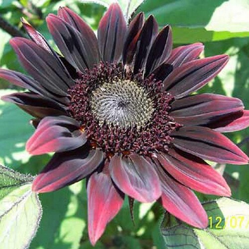 Sunflower Seeds Black Beauty Flowers Organic Flower Seed USA Etsy