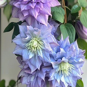 May include: Close-up of Blue Light Clematis flowers. The flowers are a mix of blue and purple hues, with a light green center. The image includes the text "Blue Light" and "BLUE LIGHT CLEMATIS".