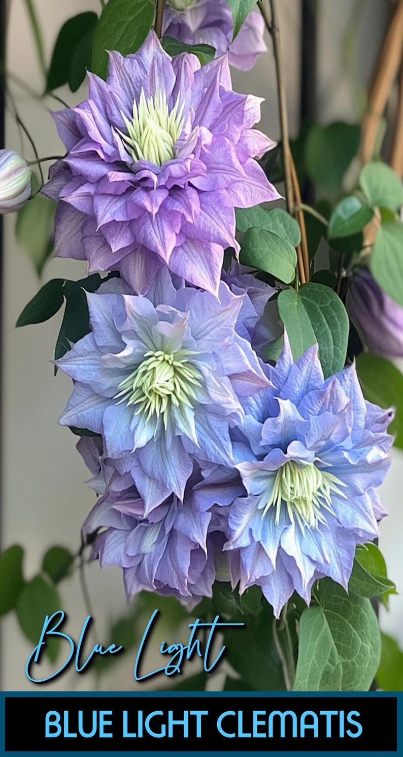 May include: Close-up of Blue Light Clematis flowers. The flowers are a mix of blue and purple hues, with a light green center. The image includes the text "Blue Light" and "BLUE LIGHT CLEMATIS".
