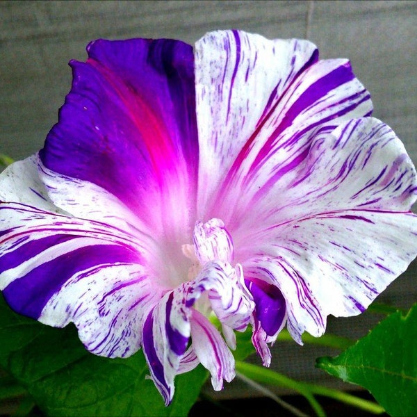 Morning Glory Carnival of Venice Broken Pattern Blue Pink Purple White Colored Flowers Vine (Live Plants)