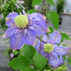 May include: Close-up of two large, vibrant blue clematis flowers with yellow-tipped petals and a central, textured, lime-green core. The flowers are surrounded by lush green leaves and stems, with other plants visible in the background.
