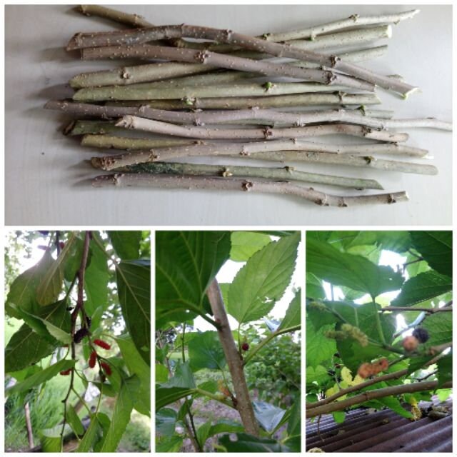 Black Mulberry Cuttings Plant Freshly Cut Upon Order Easy Fast Growing