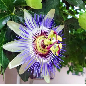 SUPER SALE Passiflora White caerulea Passion zone 5-9 Flowers Vine Starter Plant (Live Plants) Fancy Elegant Flower Bright Tropical Blooms