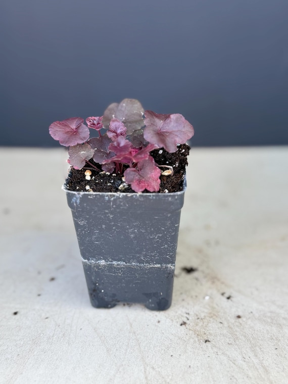 Black Obsidian Heuchera With Flowers Perennial Live Plant - Etsy Denmark