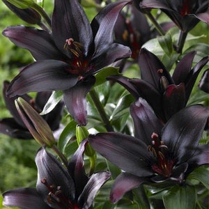 Black Lily Asiatic 'Landini' The Darkest Flowers lilies Perennial Flower Live Plants RARE zone 3-9