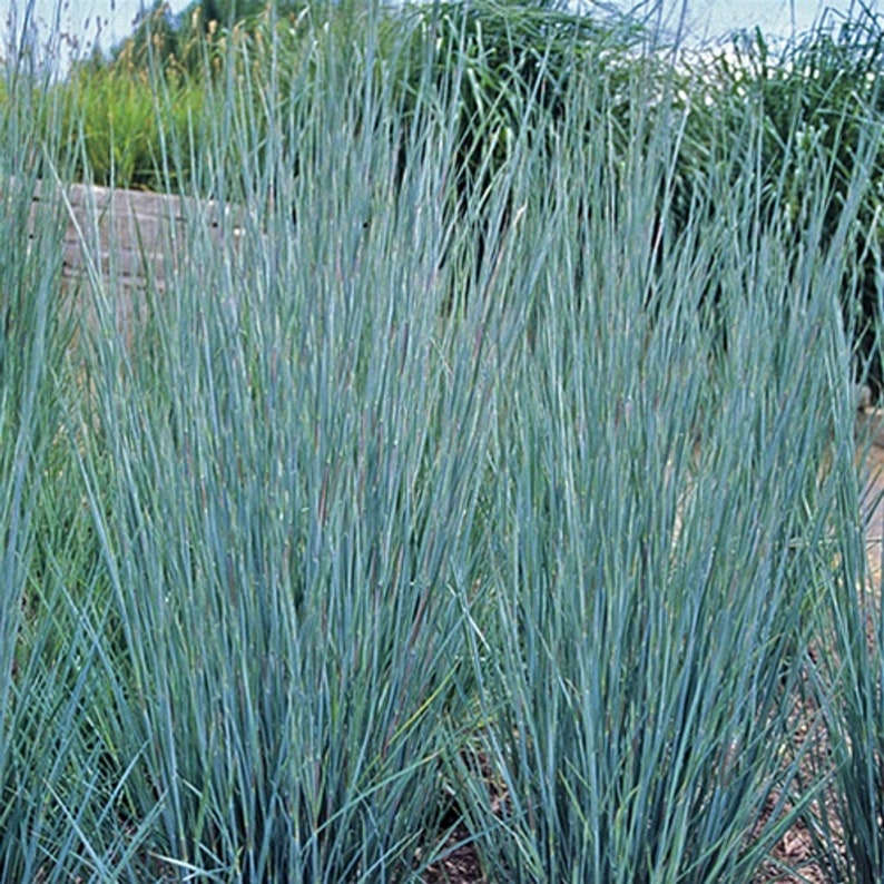 Prairie Blue Grass Tall Grows 3' Feet Perennial Ornamental Etsy