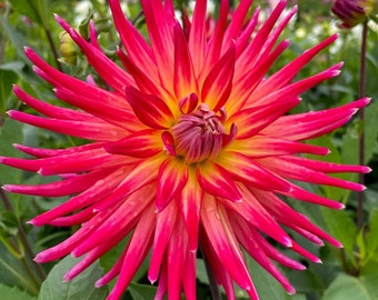 Dahlia 'Bora Bora' Perennial Flower Live Plants Huge 10" Inch Blooms Double Pink and Gold Flowers