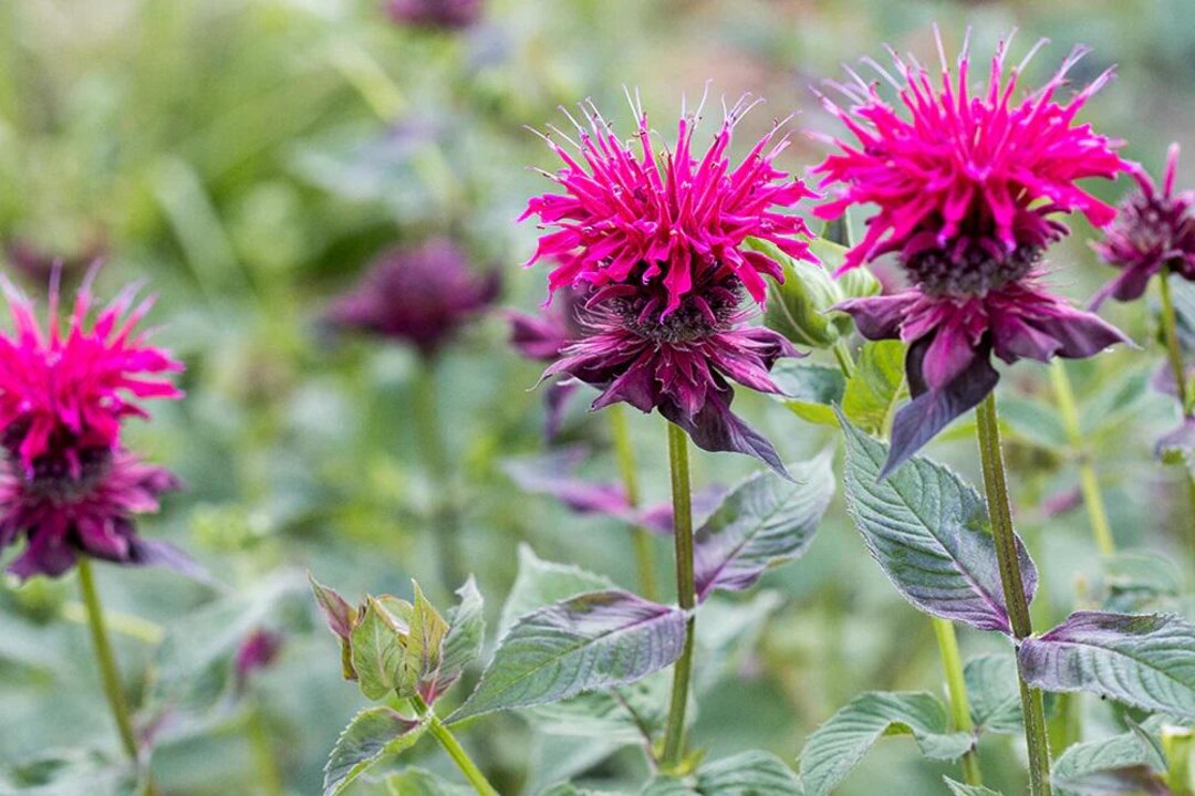 PRE-ORDER SALE - Bee Balm Rapberry - Etsy