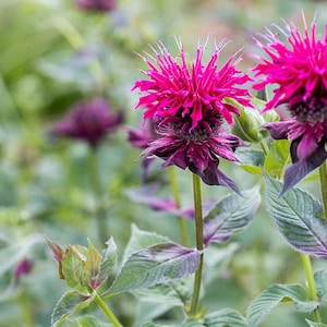 May include: Close-up of vibrant pink bee balm flowers in a garden setting. The flowers have a spiky, textured appearance and are surrounded by green foliage. The image showcases the beauty of nature and the details of the blooms.