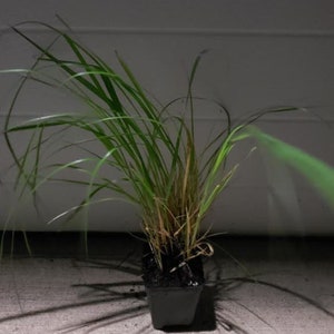 Dwarf Little Bunny Grass Pennisetum alopecuroides Perennial Ornamental 1 Live Plant Clumping White heads image 3