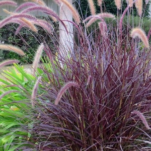 May include: A vibrant garden scene featuring ornamental grass with deep burgundy foliage and feathery, light-colored plumes. The grass is surrounded by bright pink petunias and lush green plants, creating a colorful landscape.