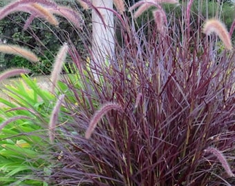 PRE-ORDER SALE - Purple Fountain Grass Fall Color Ornamental Live Plant Clumping Fast Growing Plants