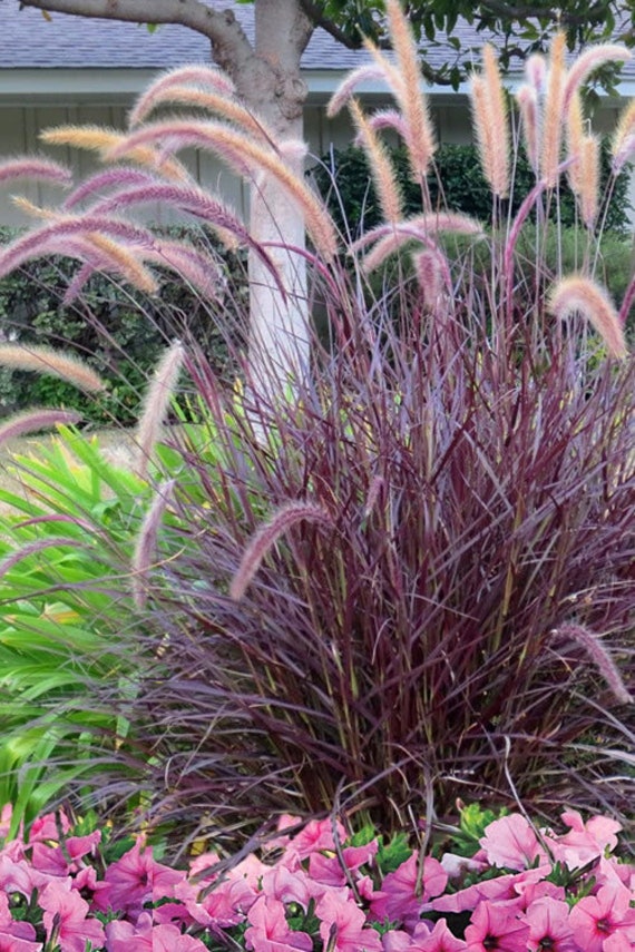 Purple Fountain Grass Fall Color Ornamental 1 Live Plant - Etsy