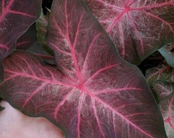 Black Caladium Berries and Burgundy Plant Flower Bulb PPP Plants - Stunning Easy To Grow Perennial Flower