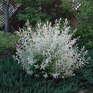May include: A silvery-green weeping willow tree with pink buds growing in a garden setting. The tree is surrounded by green foliage.
