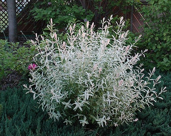 Cuttings Dappled Willow Tree Salix Shrubs Fresh Flower Stems Upon Order No Roots Rare White Pink Leaves Spring