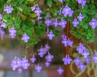 PRE ORDER SALE - Violet Primrose streptocarpella Flowers Live Shade Plants Blue Flower