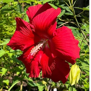 May include: A vibrant red hibiscus flower in full bloom with a white stamen and green leaves in the background.