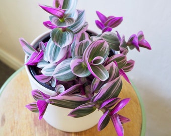 Tradescatia nanouk Rooted Starter Plant | Nanouk Pink Wandering Jew Rare House Plant Indoor Plant RARE Houseplants Live