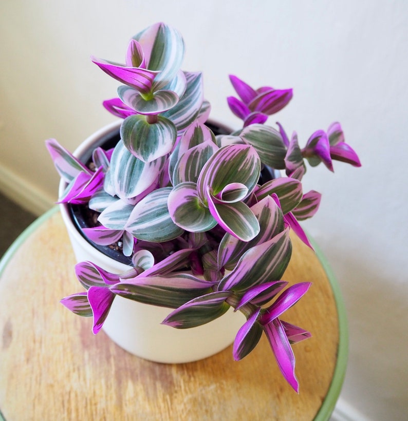 Pode incluir: Uma planta em vaso com folhas listradas de roxo e verde. A planta est&aacute; em um vaso de cer&acirc;mica branco.