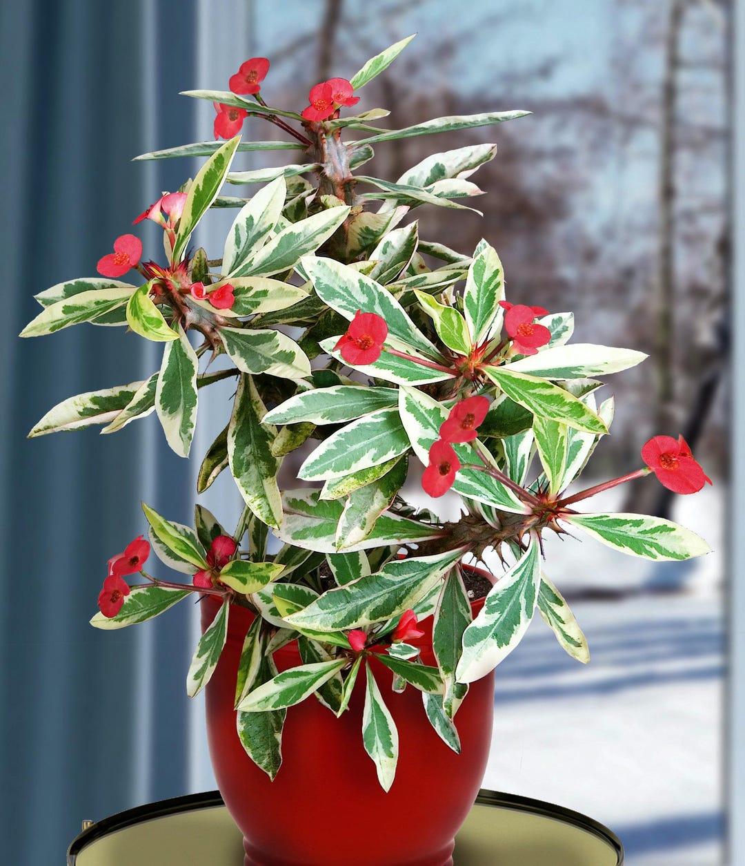 White Lightning Variegated Crown of Thorns Flowers Succulents Perennial ...