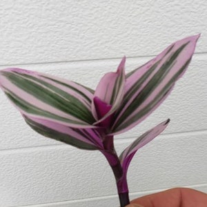 Pode incluir: Um close-up de uma planta listrada de rosa e verde com um caule roxo. A planta tem uma apar&ecirc;ncia delicada e elegante.