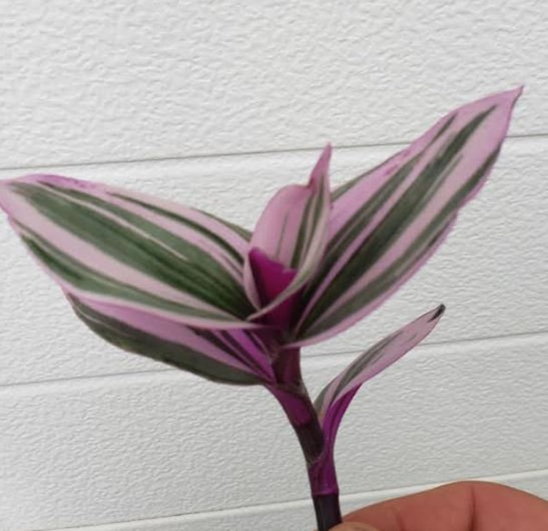 Pode incluir: Um close-up de uma planta listrada de rosa e verde com um caule roxo. A planta tem uma apar&ecirc;ncia delicada e elegante.