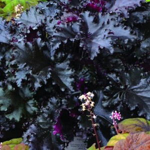 BLACK Taffeta Heuchera with Pink Flowers Perennial Live Plant Summer Spring Flower FULL Sun image 2
