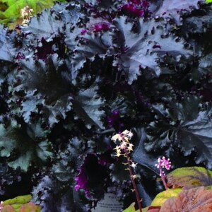 Heuchera en taffetas noir à fleurs roses Plante vivante vivace Fleur de printemps d'été PLEIN soleil image 2