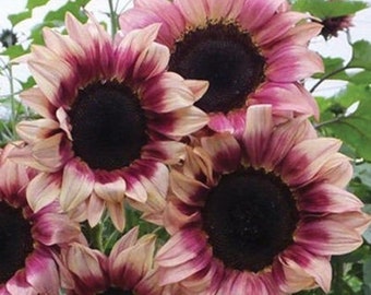 Sunflower Seeds Plum Pro Cut Beauty Flowers Organic Flower Seed USA Grown (25)