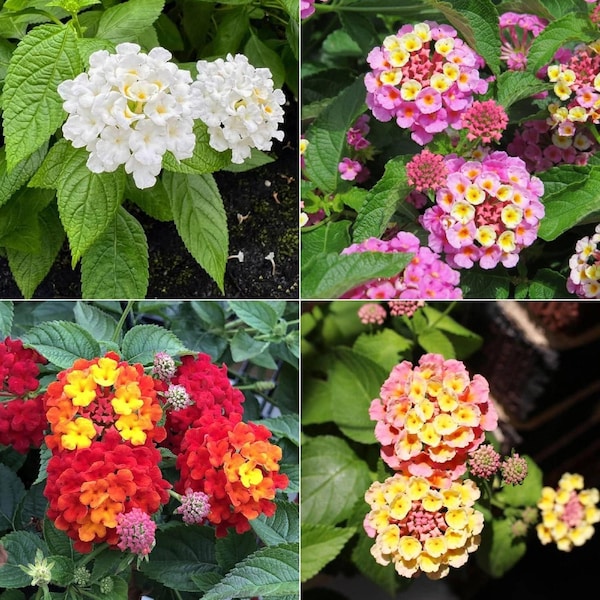 VENTA POR ADELANTADO - Paquete de 3 Lantanas Mixtas: Roja, Rosa, Amarilla y Blanca