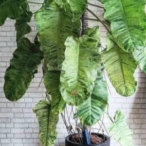 Paraiso Verde Philodendron Houseplants Live House Plant Fast Growing Indoor Plants Rare Gifts
