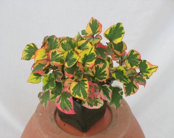 PRE-Order Sale - CHAMELEON PLANT Live Rainbow Leaf White Flowers in Summer Perennial zone 3-9 Usa Seller
