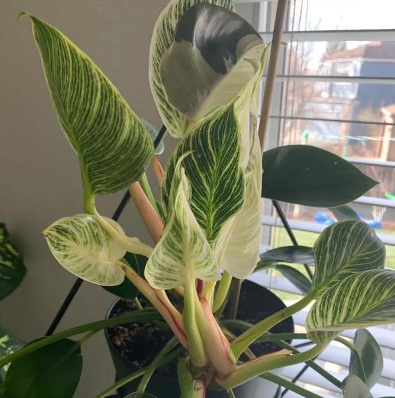 Birkins White Philodendron Houseplant Live Plant Exotic White Light