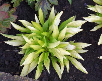 SUPER SALE - Hosta Munchkin Fire