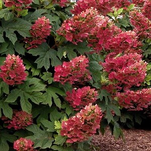 Ruby red slippers hydrangea new arrivals