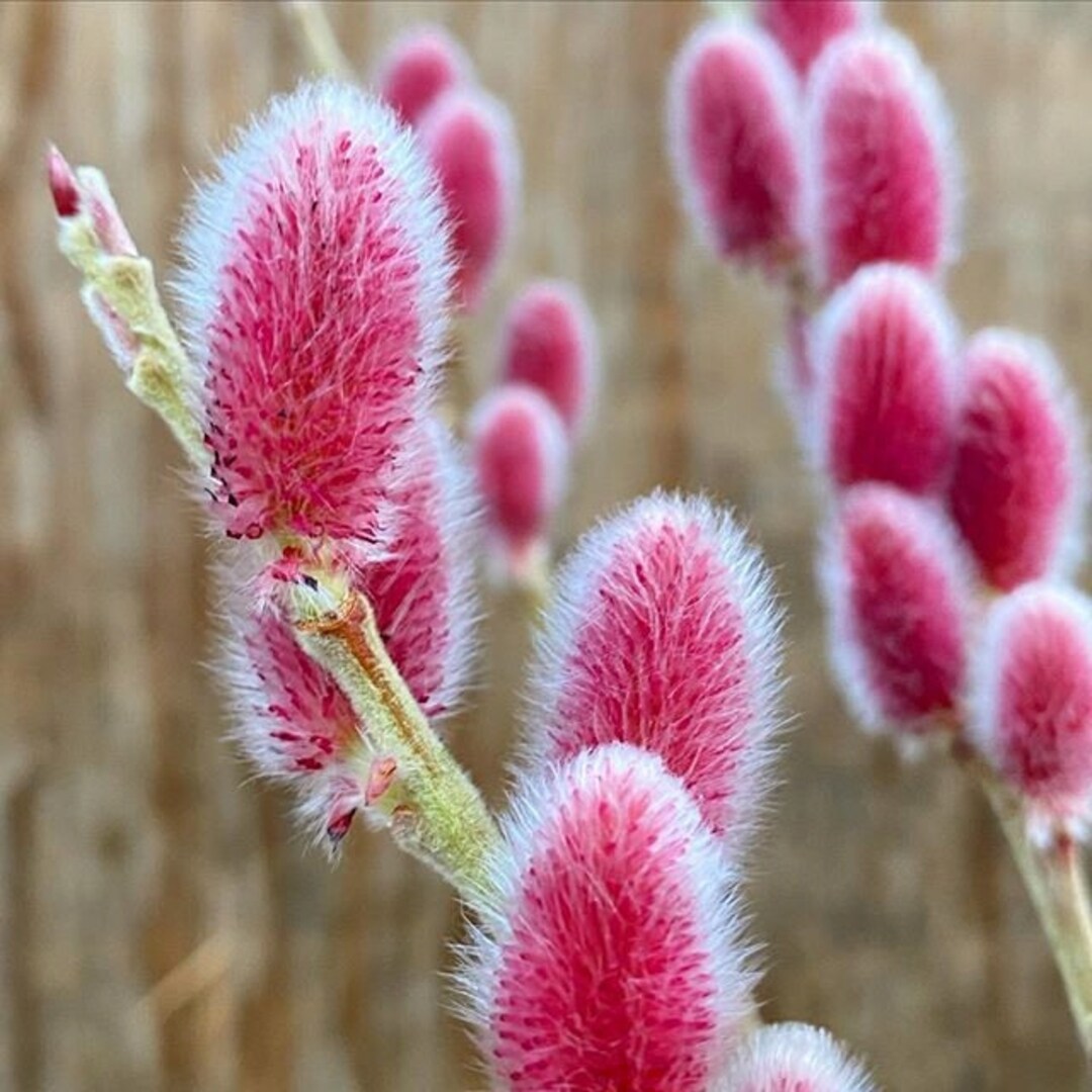 Pussy Willow PINK Variety Plants Cuttings 'mt Aso' Salix Fresh Cut Flower  Stems Upon Order No Roots - Etsy