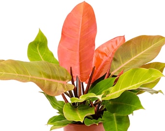 large zz plant for sale 45" ZZ Plant FP1177
