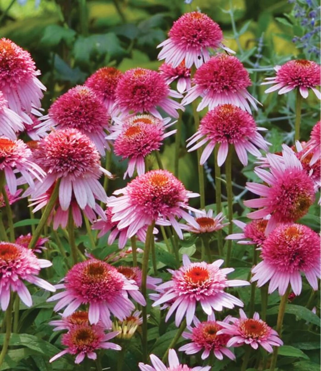 Echinacea Butterfly Kisses Pink Double Flowers Perennial Live Plant