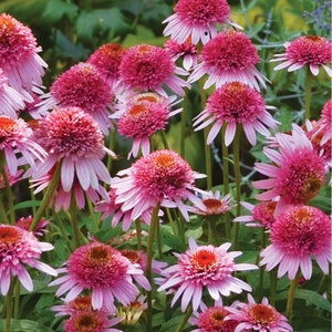 Echinacea Butterfly Kisses Pink Double Flowers Perennial Live Plant Summer Spring Flower FULL Sun Coneflower