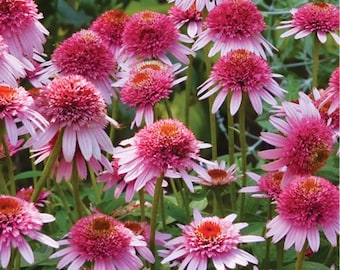 Echinacea Butterfly Kisses Pink Double Flowers Perennial Live Plant Summer Spring Flower FULL Sun Coneflower