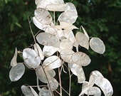 LIVE Money Plant Silver Dollar Flower Plants RARE