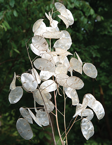 LIVE Money Plant Silver Dollar Flower Plants RARE