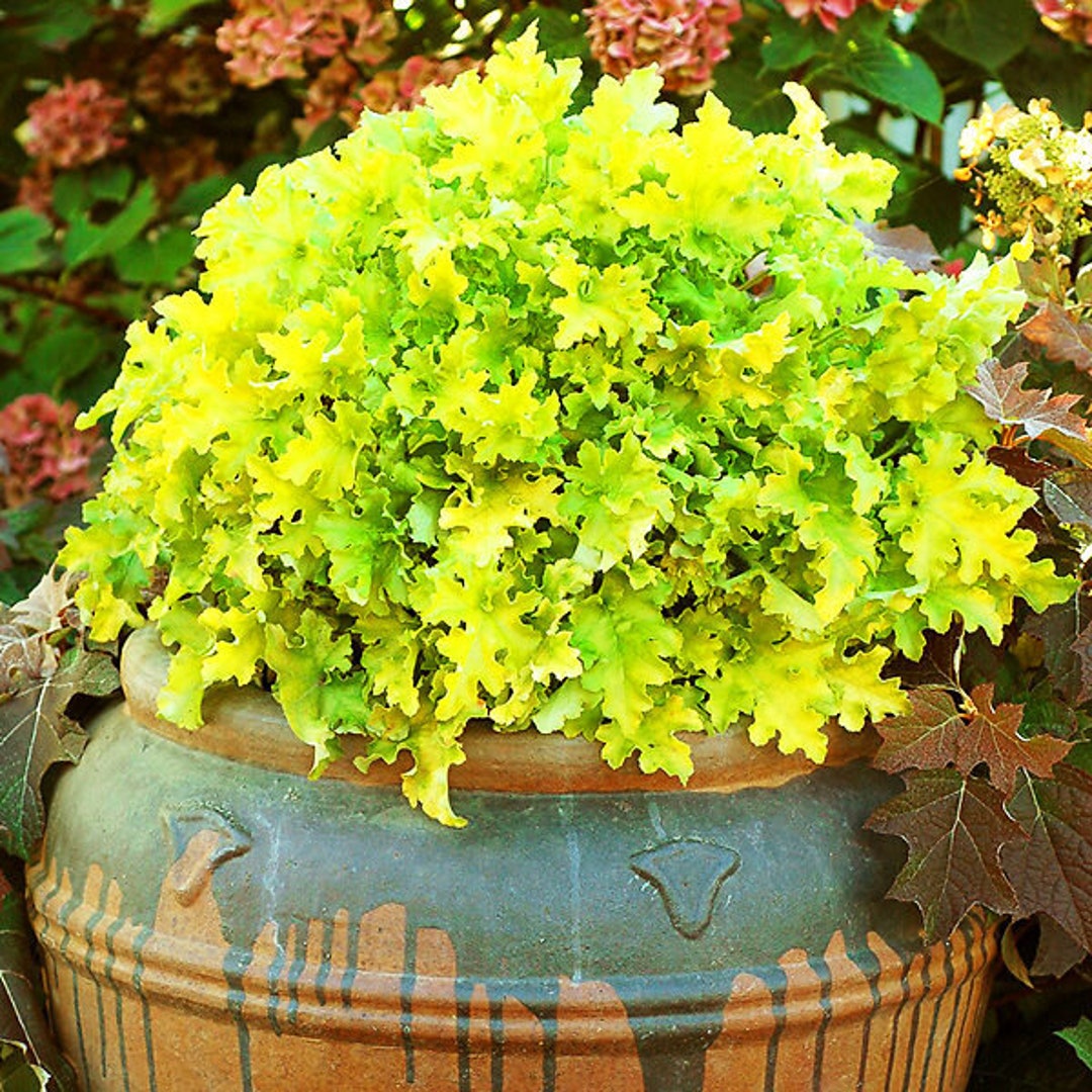 LIME MARMALADE Heuchera With Flowers Perennial Live Plant Summer Spring