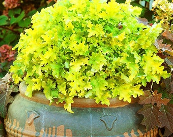 LIME MARMALADE Heuchera with Flowers Perennial Live Plant Summer Spring Flower FULL Sun Coral Bells